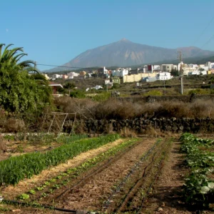 Cesta ecológica
