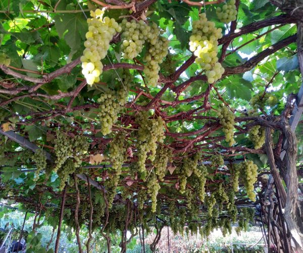 VIÑEDOS DE ICOD VIÑEDOS DE ICOD